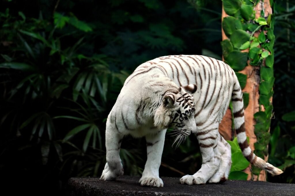 benggala, white tiger, wild animal-8041156.jpg